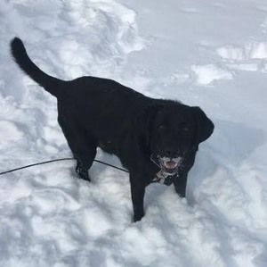 Meet your Posher, Ava